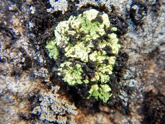 Arthrorhaphis alpina