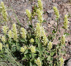 Agastache pallidiflora