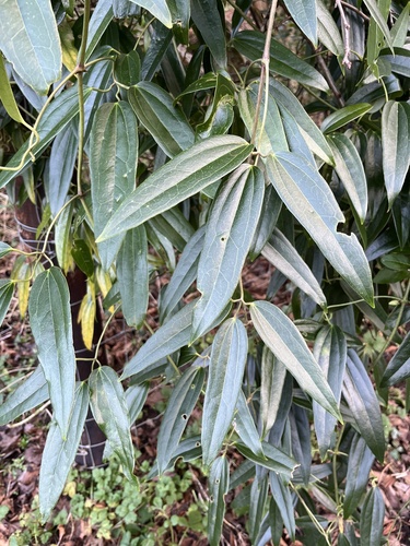 Clematis armandii