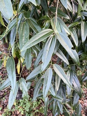 Clematis armandii