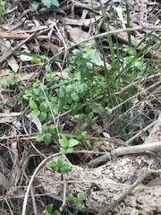 Asparagus asparagoides