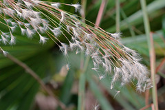 Andropogon floridanus