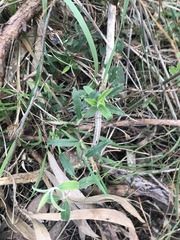 Billardiera mutabilis