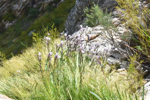 Image of Gladiolus aquamontanus by (c) Justin Ponder, some rights reserved (CC BY)
