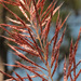 Erianthus giganteus - Photo (c) Mary Keim, algunos derechos reservados (CC BY-NC-SA)