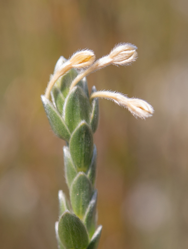 Gnidia anomala (Gnidia anomala)