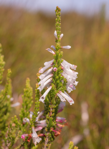 Erica colorans, photograph 1
