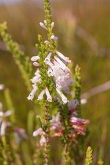 Erica colorans, photograph (c) Morten Ross, some rights reserved (CC BY)