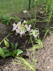 Allium cernuum