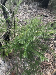 Melaleuca squarrosa