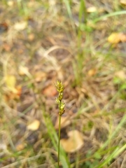 Carex elongata