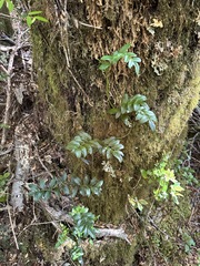 Campsidium valdivianum, photograph (c) Matt Berger, some rights reserved (CC BY)