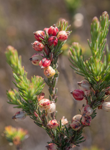 Roughriver Heath (Erica grisbrookii)