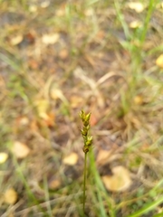 Carex elongata