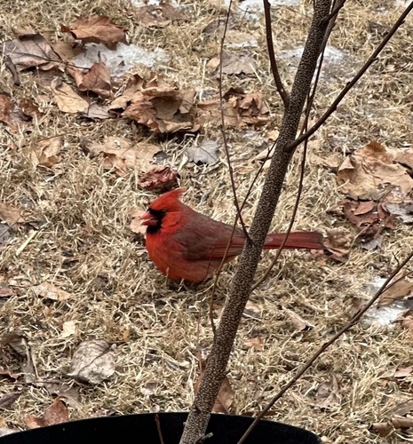 Northern Cardinal photographed in Connecticut