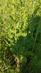 Solidago rigida