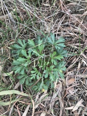 Trachymene composita