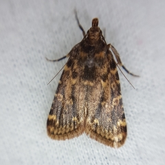 Aglossa
