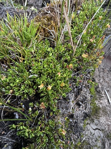 Image of Myrteola nummularia by (c) Matt Berger, some rights reserved (CC BY)