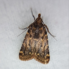 Aglossa