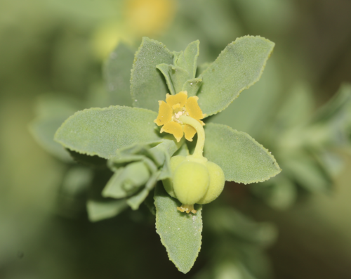sanddune spurge (Euphorbia trichotoma)