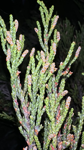 Image of Lepidothamnus fonkii by (c) Matt Berger, some rights reserved (CC BY)