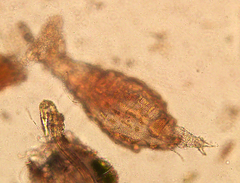 Rotaria sordida