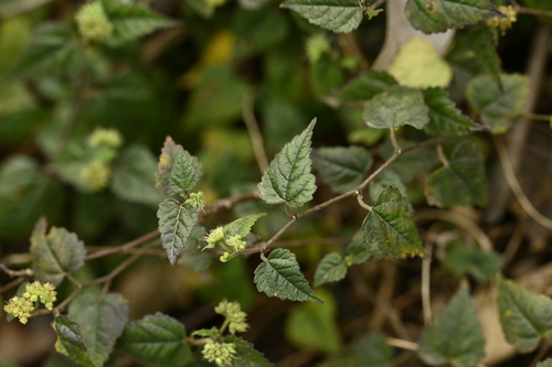 Fine-toothed water hop (Fatoua pilosa)