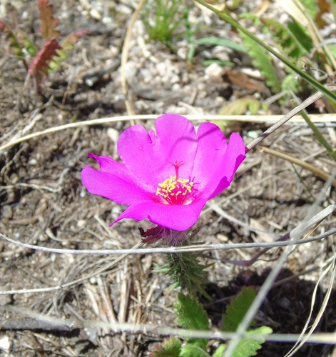 Portulaca eruca (Portulaca eruca)