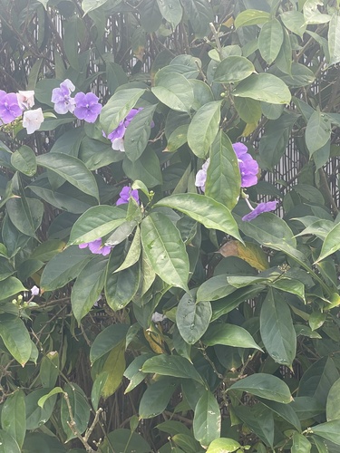 Foto de Manacá-de-cheiro