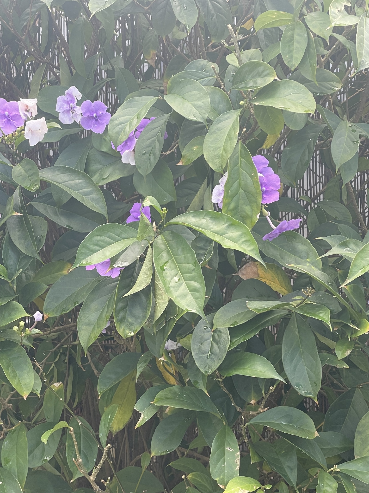 Imagem de Manacá-de-cheiro