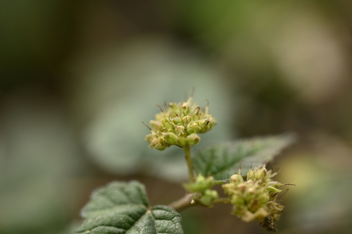 Image of Fatoua pilosa by (c) 曾昱承 Yu-Cheng Zeng, some rights reserved (CC BY)