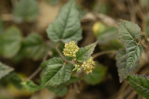 Image of Fatoua pilosa by (c) 曾昱承 Yu-Cheng Zeng, some rights reserved (CC BY)