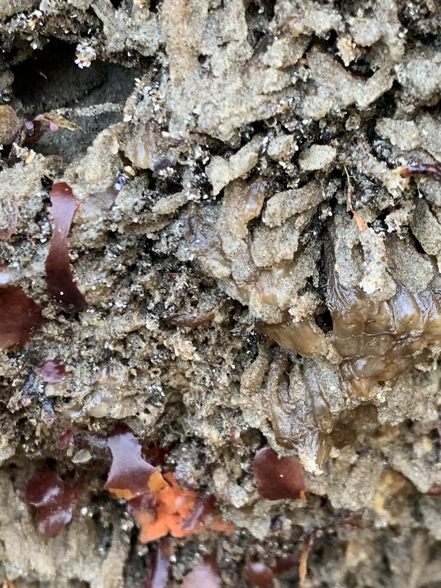 Euherdmania claviformis (Ritter, 1903)
