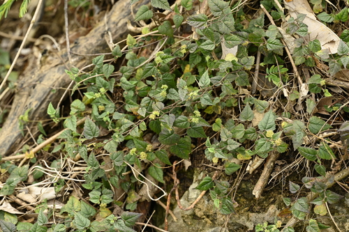 Image of Fatoua pilosa by (c) 曾昱承 Yu-Cheng Zeng, some rights reserved (CC BY)