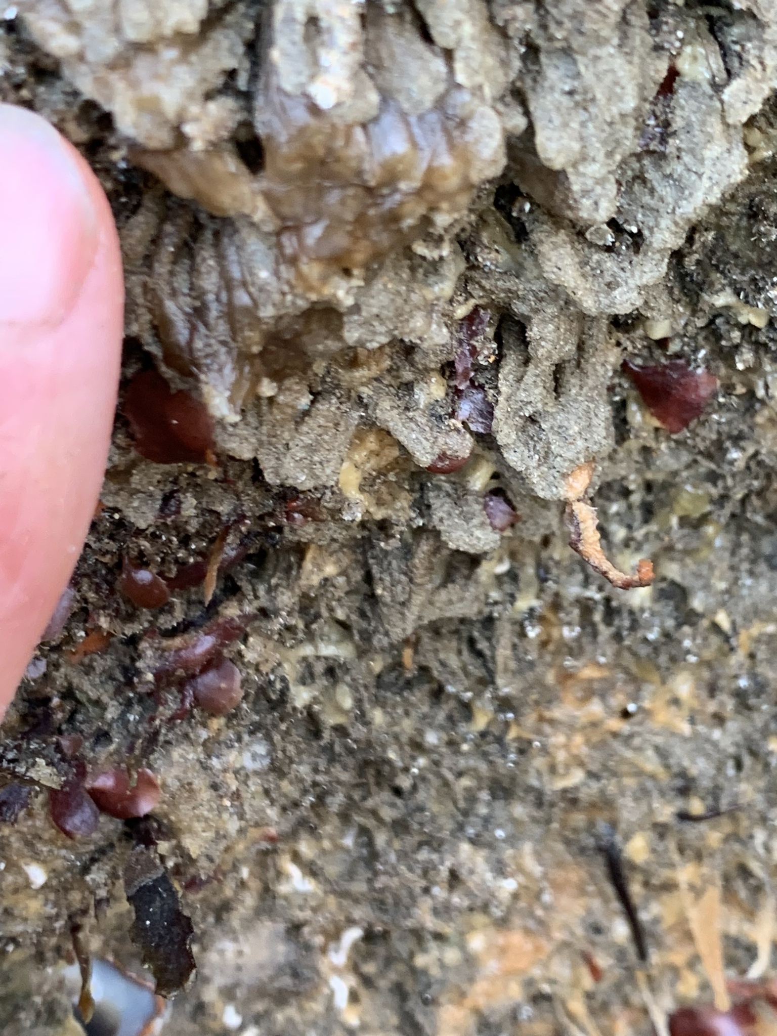 Euherdmania claviformis (Ritter, 1903)