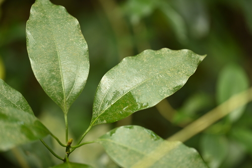 Neolitsea parvigemma