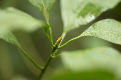 Neolitsea parvigemma, photograph 1