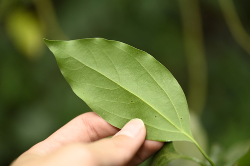 Neolitsea parvigemma, photograph 2