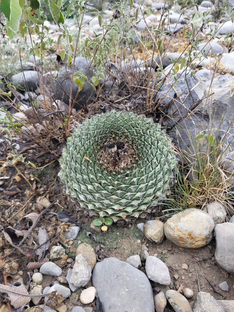 Obregonia denegrii, Tamaulipas, MX