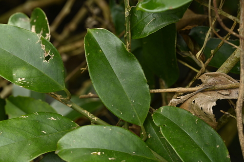 Capparis formosana (Capparis formosana)