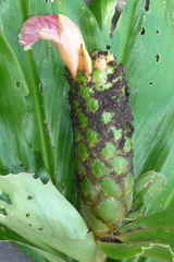 Costus amazonicus