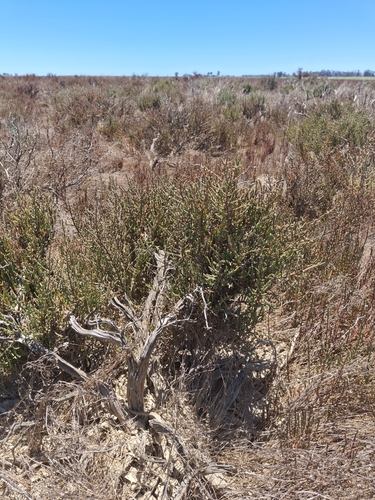 Tired Glasswort (Salicornia pillansii)