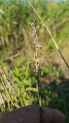 Bouteloua curtipendula