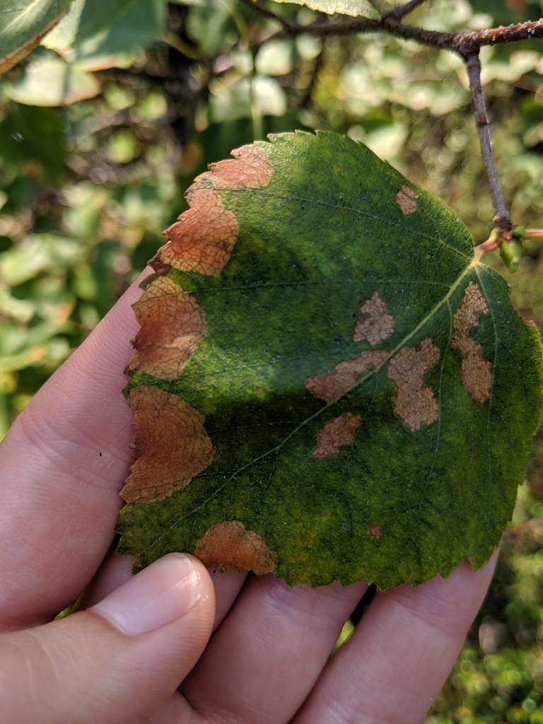 Late Birch Leaf Edgeminer Sawfly