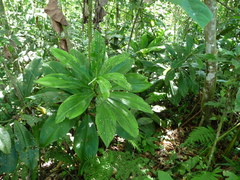 Costus amazonicus