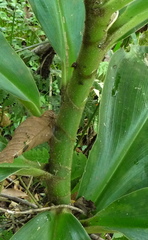 Costus amazonicus