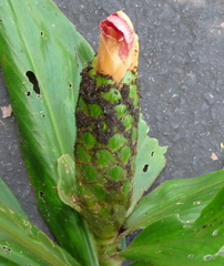 Costus amazonicus