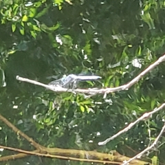 Pachydiplax longipennis