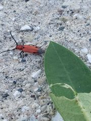 Tetraopes melanurus